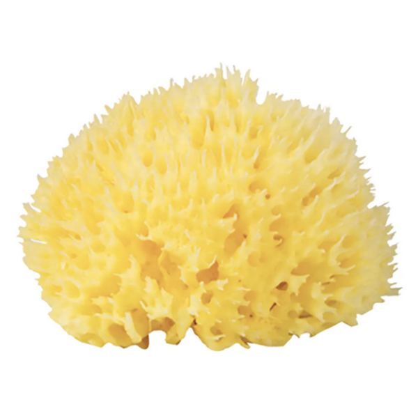 Bellini Natural Sea Sponge